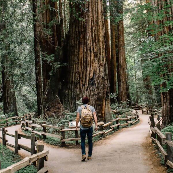 Ethics concept: Hiker with backpack on path in forest of tall trees. Ethical choices represented by forked path, decision making.
