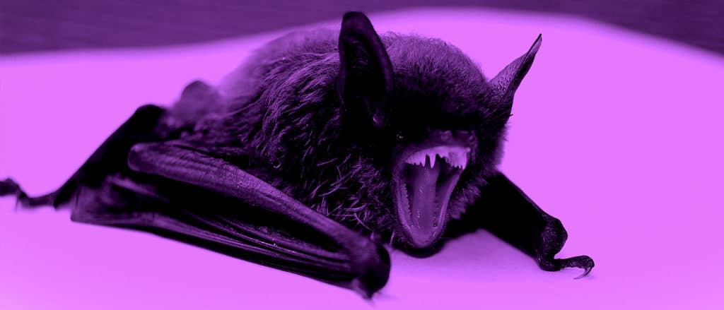 Ethics Explainer: What is it like to be a bat? - The Ethics Centre