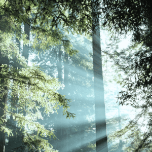 Radical Transparency