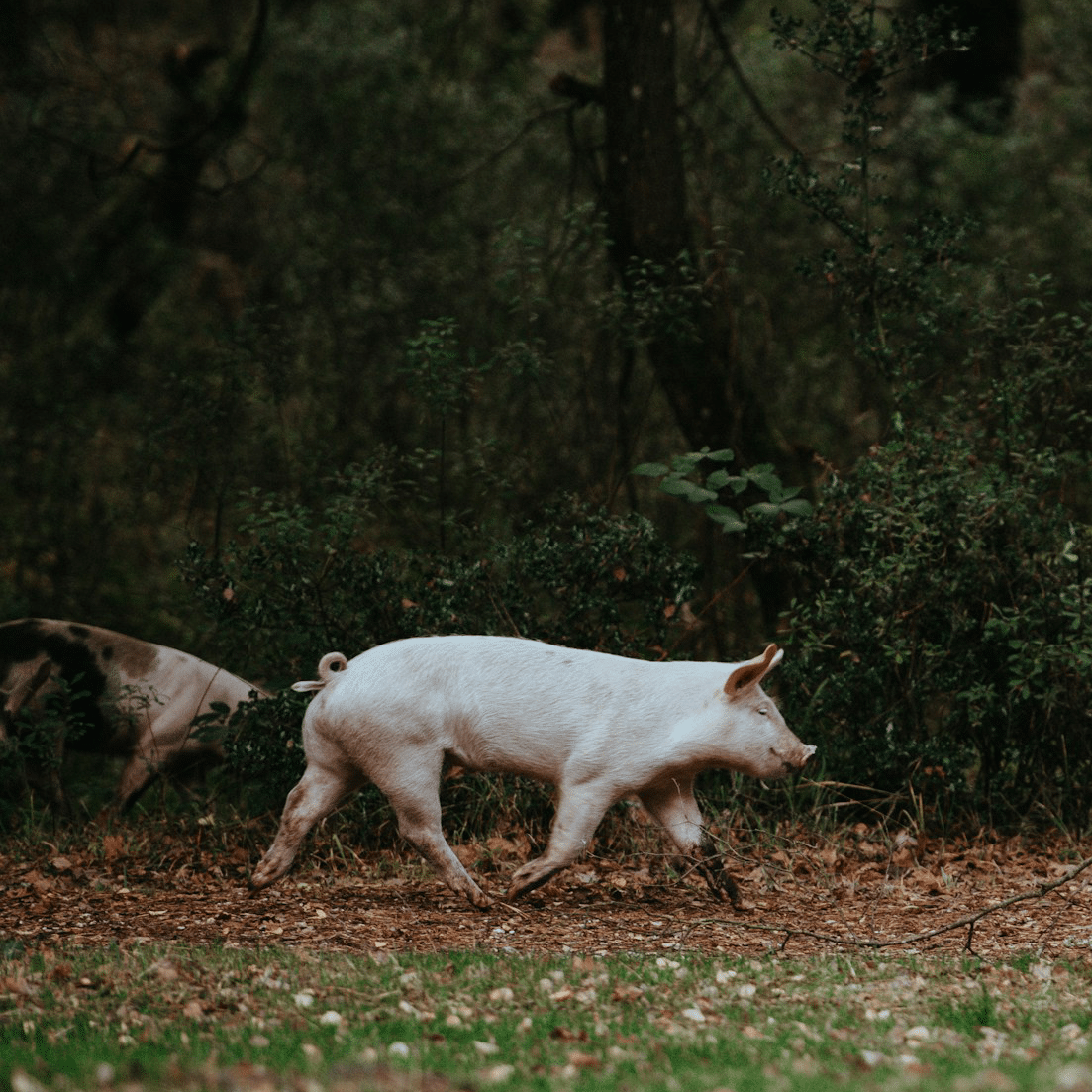 Pigs in a forest. Change your habits for animals this year and consider their welfare. Support ethical farming for animal well-being.