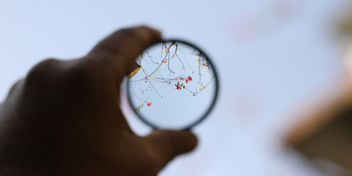 Ethics Explainer: Critical thinking shown through a lens focusing on tree branches and red flowers against a bright sky, symbolizing clarity.