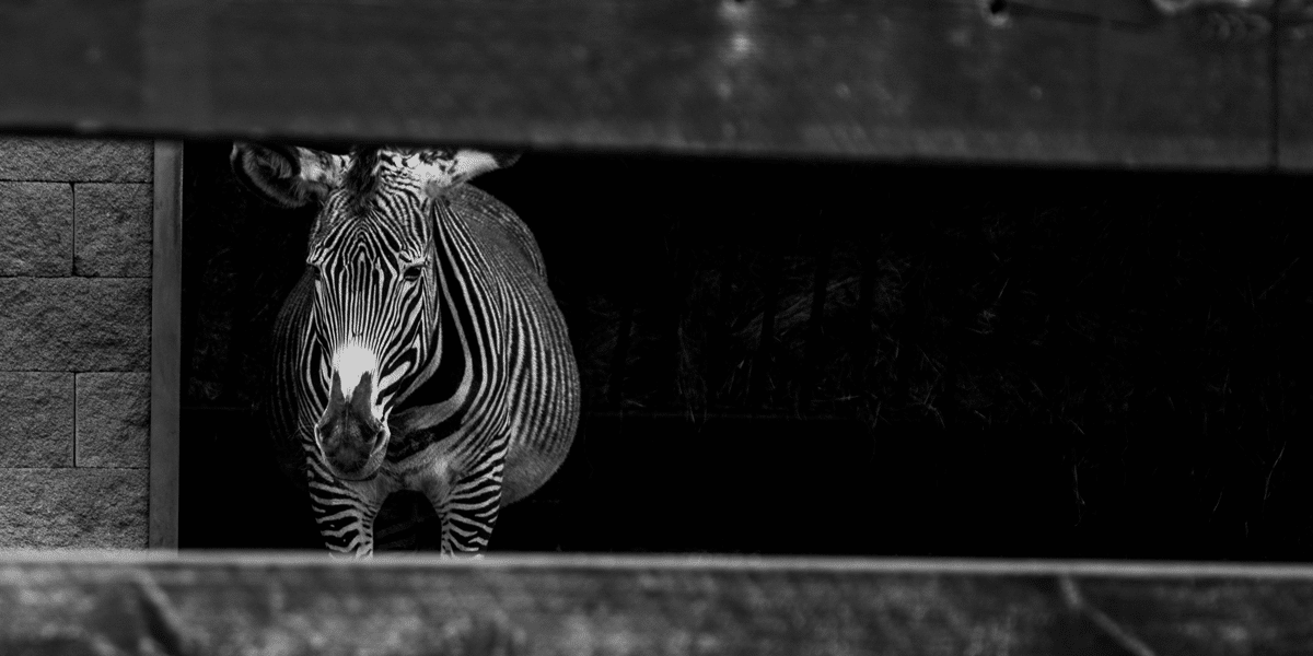 Monochrome image of a Grevy's zebra behind a fence, emphasizing illegal animal ownership and ethical considerations. Striking black and white.